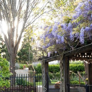 Глициния / Wisteria Sinensis