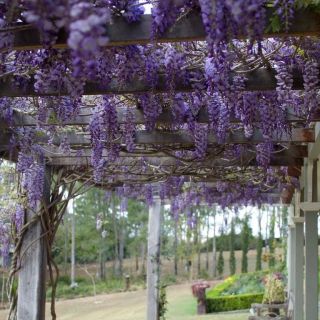 Глициния / Wisteria Sinensis