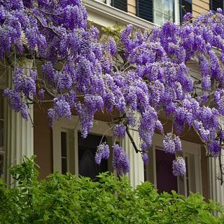 Глициния / Wisteria Sinensis