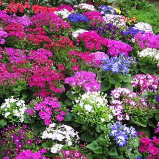 CINERARIA HIBRIDA GRANDIFL.MIX