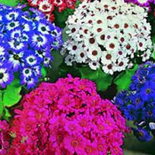 CINERARIA HIBRIDA GRANDIFL.MIX