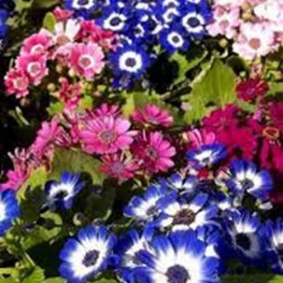 CINERARIA HIBRIDA GRANDIFL.MIX