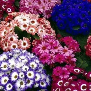 CINERARIA HIBRIDA GRANDIFL.MIX