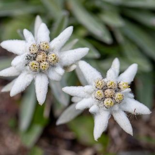 STELLA ALPINA EDELWEISS