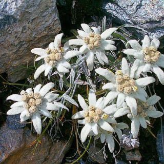 STELLA ALPINA EDELWEISS