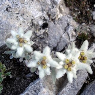 STELLA ALPINA EDELWEISS