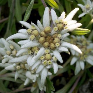 STELLA ALPINA EDELWEISS