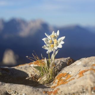 STELLA ALPINA EDELWEISS