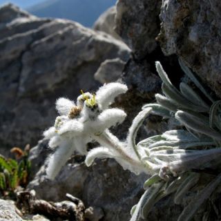 STELLA ALPINA EDELWEISS