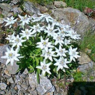 STELLA ALPINA EDELWEISS