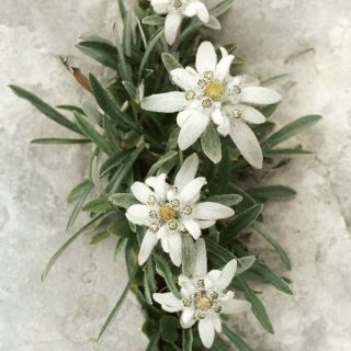 STELLA ALPINA EDELWEISS