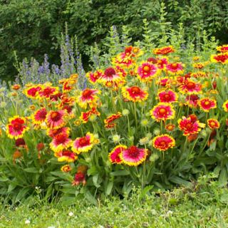 Gaillardia