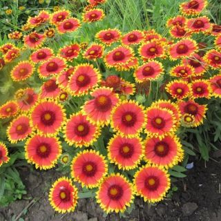 Gaillardia