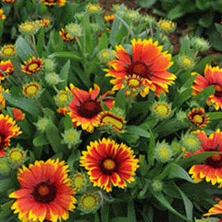 Gaillardia