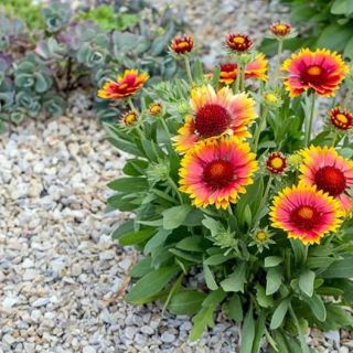 Gaillardia