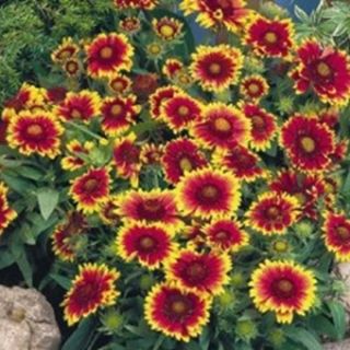 Gaillardia