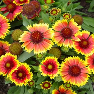 Gaillardia