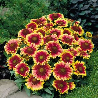 Gaillardia