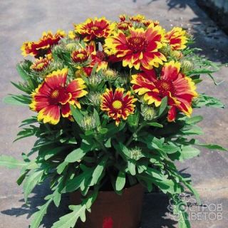 Gaillardia