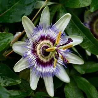 PASSIFLORA CERULEA FIORE