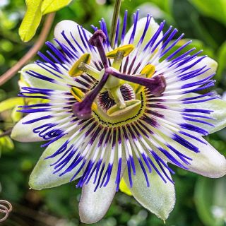 PASSIFLORA CERULEA FIORE