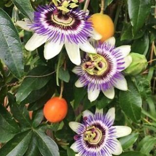 PASSIFLORA CERULEA FIORE