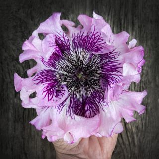 PETUNIA SUPERBISSIMA MIX
