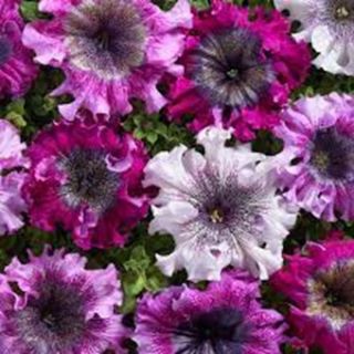 PETUNIA SUPERBISSIMA MIX