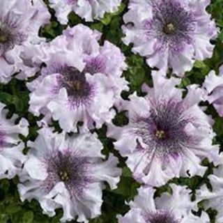 PETUNIA SUPERBISSIMA MIX