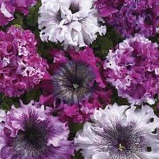 PETUNIA SUPERBISSIMA MIX