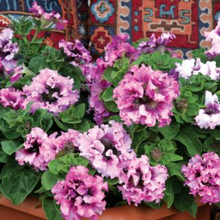 PETUNIA SUPERBISSIMA MIX