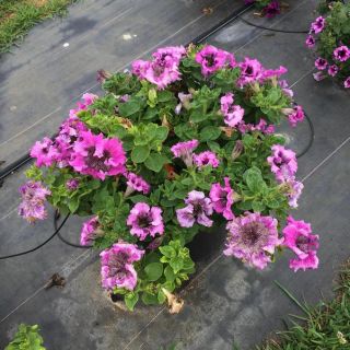 PETUNIA SUPERBISSIMA MIX