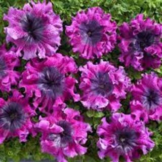 PETUNIA SUPERBISSIMA MIX
