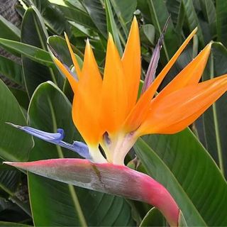 STRELITZIA / СТРЕЛИЦИЯ   