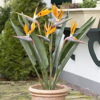 STRELITZIA / СТРЕЛИЦИЯ   