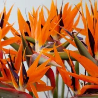 STRELITZIA / СТРЕЛИЦИЯ   