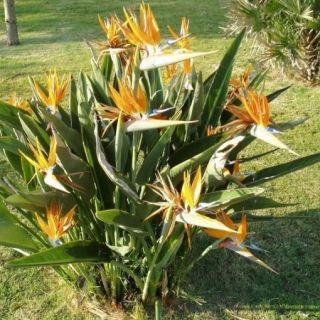 STRELITZIA / СТРЕЛИЦИЯ   