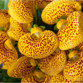 CALCEOLARIA Grandiflora