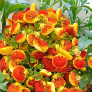 CALCEOLARIA Grandiflora