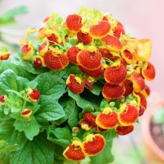 CALCEOLARIA Grandiflora