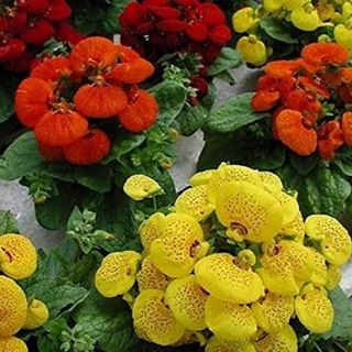 CALCEOLARIA Grandiflora