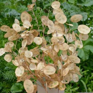 LUNARIA