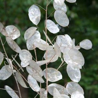 LUNARIA