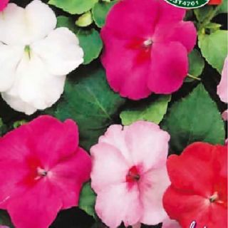 Импатиенс/Impatiens walleriana /-циганче