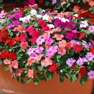 Импатиенс/Impatiens walleriana /-циганче