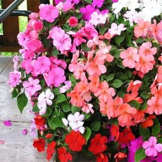 Импатиенс/Impatiens walleriana /-циганче