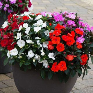 Импатиенс/Impatiens walleriana /-циганче