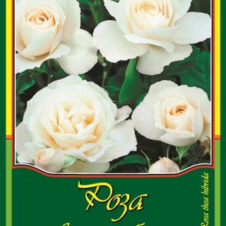 Бяла влачеща роза