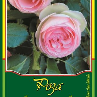 Розова влачеща роза