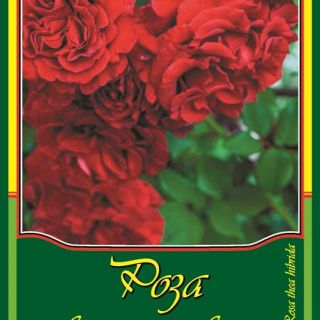 Червена влачеща роза 